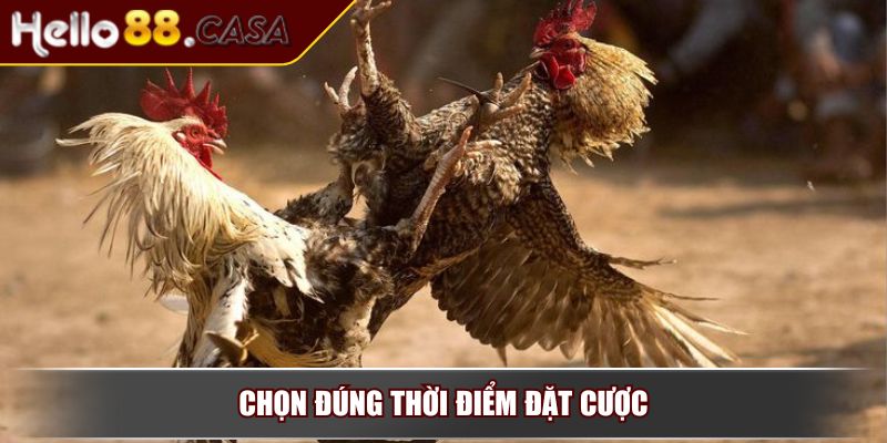 Đá Gà Cựa Dao - Tìm Hiểu Luật Chơi Và Chiến Luật Hiệu Quả 4 Chọn đúng thời điểm đặt cược