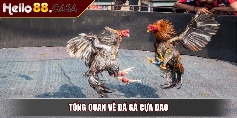 Đá Gà Cựa Dao - Tìm Hiểu Luật Chơi Và Chiến Luật Hiệu Quả 2 Tổng quan về đá gà cựa dao