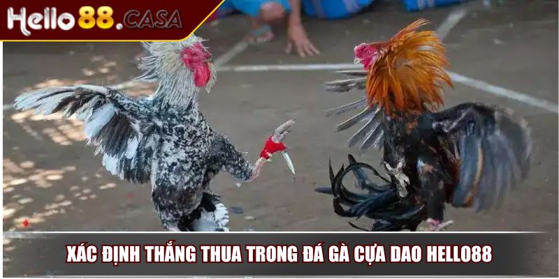 Đá Gà Cựa Dao - Tìm Hiểu Luật Chơi Và Chiến Luật Hiệu Quả 3 Xác định thắng thua trong đá gà cựa dao Hello88