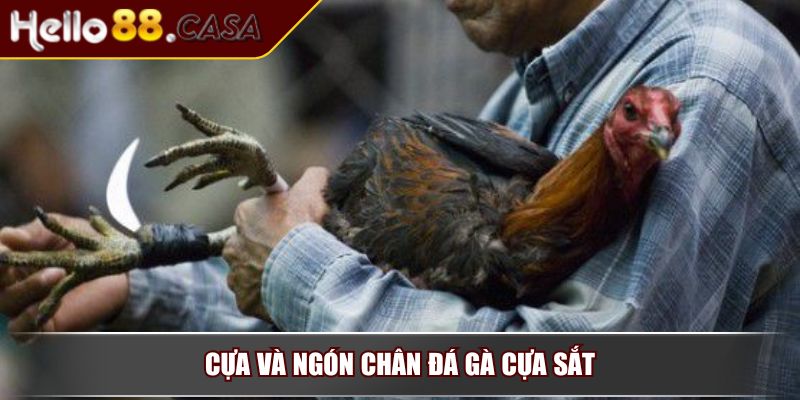 Đá Gà Cựa Sắt - Hình Thức Giải Trí Hấp Dẫn Và Đầy Kịch Tính 4 Cựa và ngón chân đá gà cựa sắt