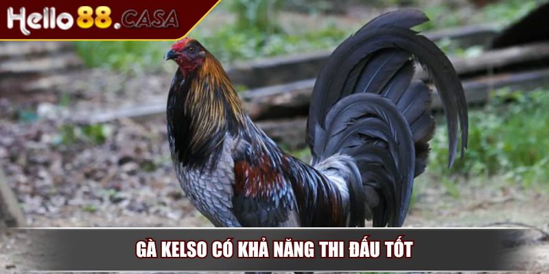 Đá Gà Cựa Sắt - Hình Thức Giải Trí Hấp Dẫn Và Đầy Kịch Tính 3 Gà Kelso có khả năng thi đấu tốt