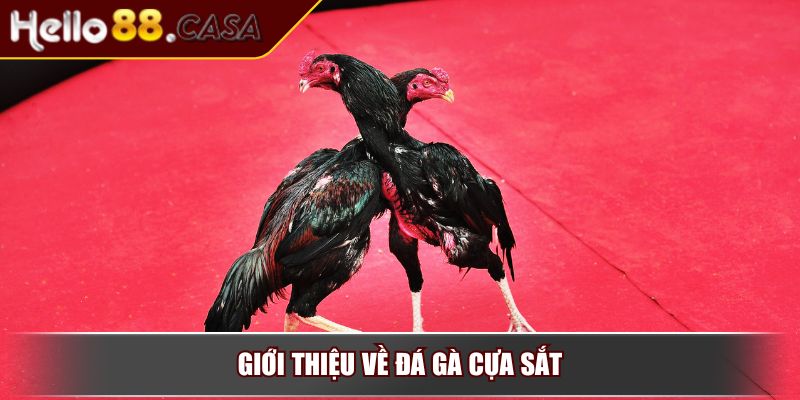 Đá Gà Cựa Sắt - Hình Thức Giải Trí Hấp Dẫn Và Đầy Kịch Tính 2 Giới thiệu về đá gà cựa sắt