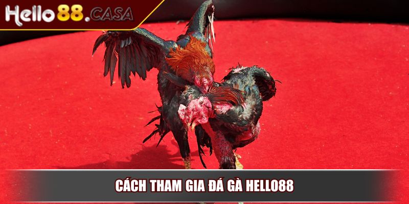 Tỷ lệ tiền cược hấp dẫn