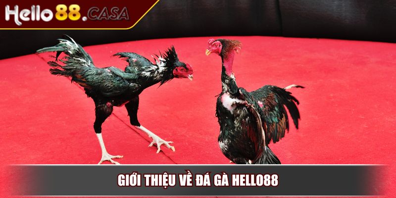 Giới thiệu về đá gà Hello88