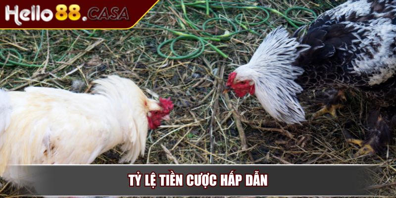 Cách tham gia đá gà Hello88